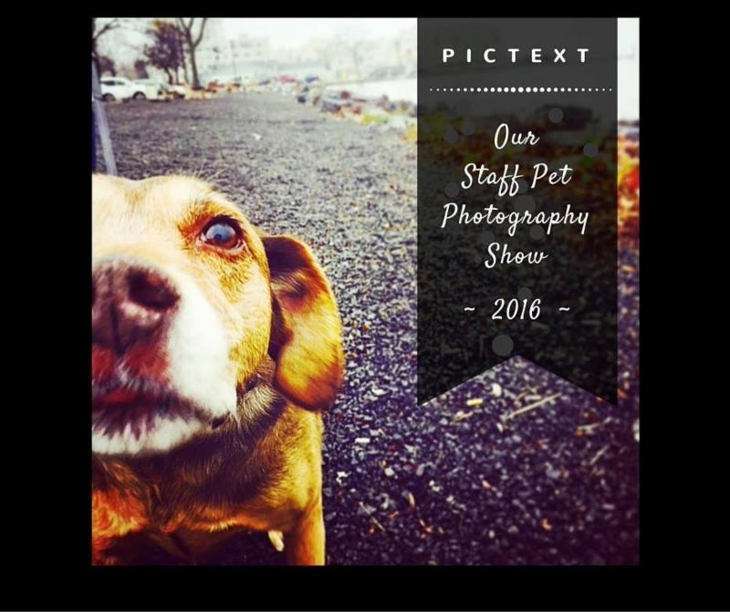 PICTEXT: Our Staff Pet Photography Show, 2016, over a photograph of a dog looking into the camera